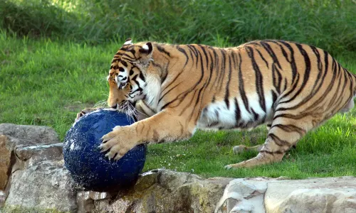 Yorkshire Wildlife Park