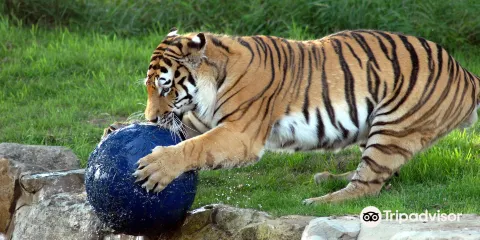 約克郡野生動物園