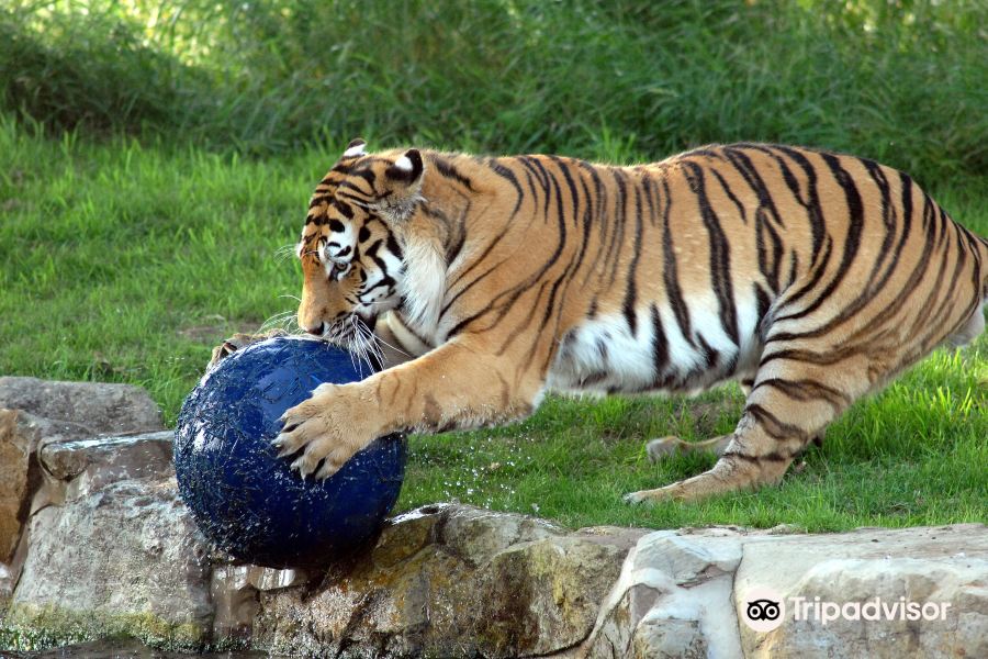 約克郡野生動物園