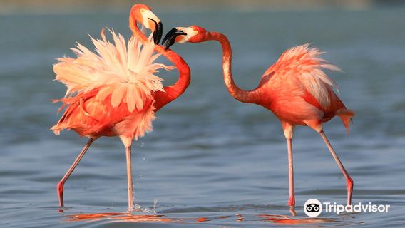 Rio Lagartos Aventures