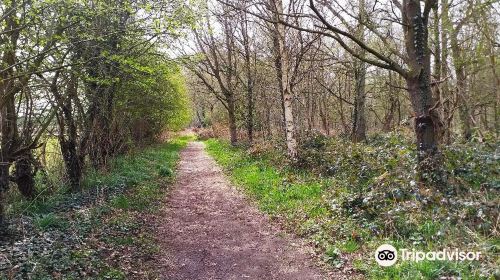 North Cliffe Wood Nature Reserve