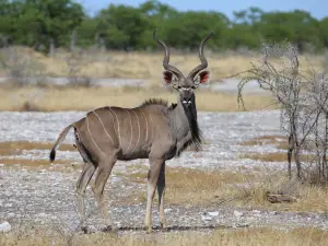 Wild Wind Safaris