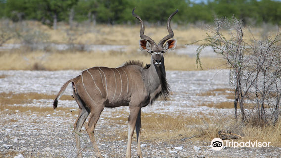 Wild Wind Safaris