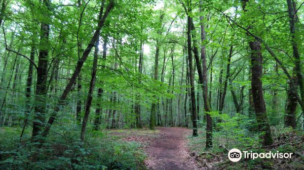 La Fageda d'en Jorda