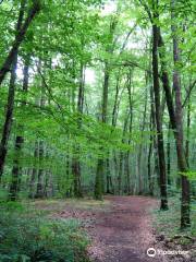 Fageda d'en Jordà