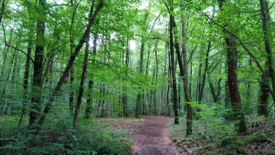 La Fageda d'en Jorda