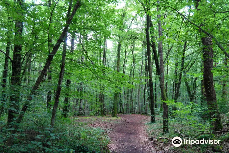 La Fageda d'en Jorda