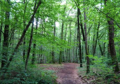 La Fageda d'en Jorda