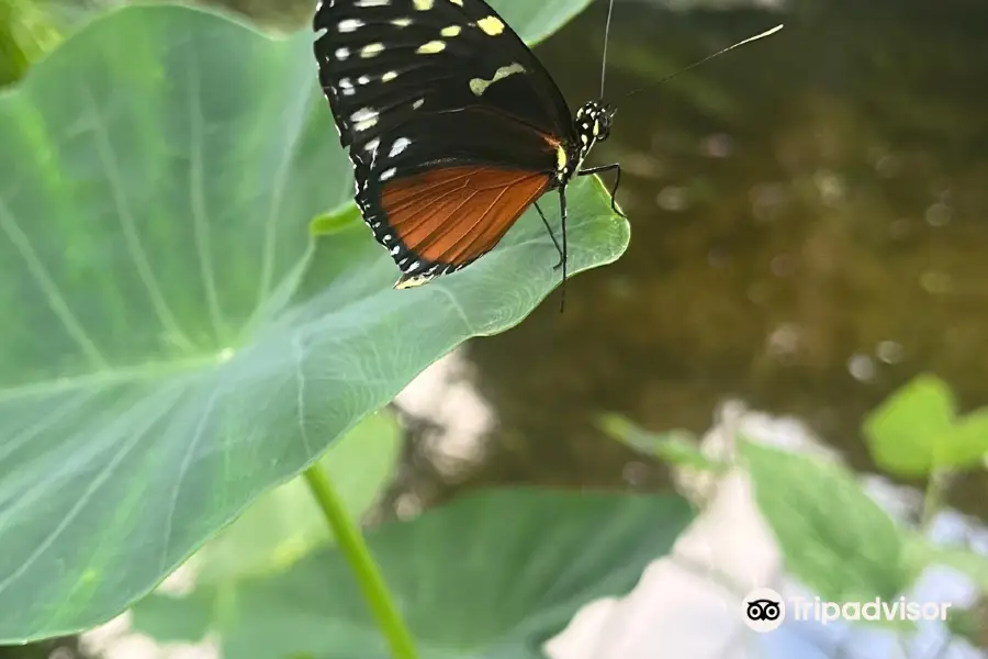 버크패스트 버터플라이 팜 앤드 다트무어 오터 보호구역