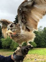 Strathblane Falconry