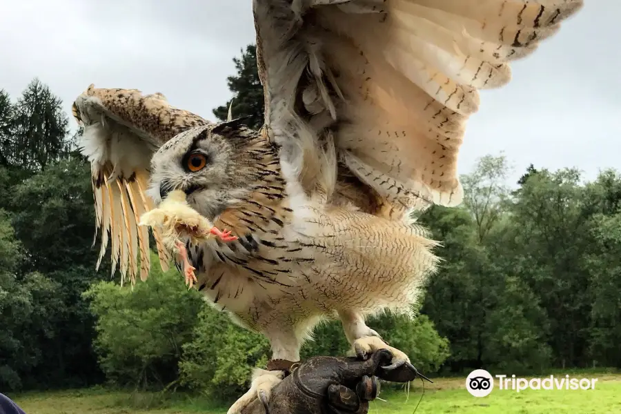 Strathblane Falconry