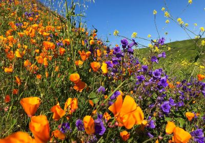 Chino Hills State Park