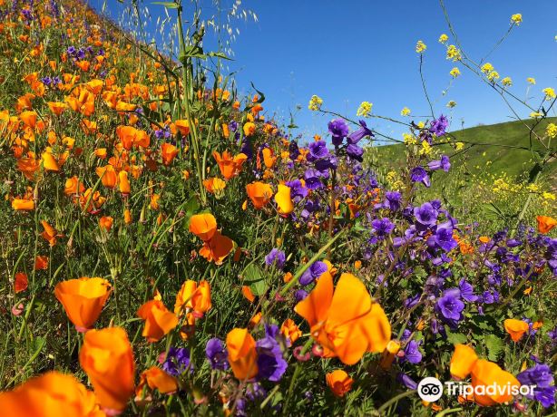 Chino Hills State Park