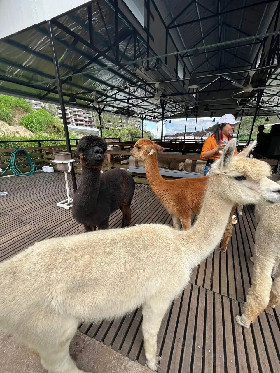 5_The Sheep Sanctuary