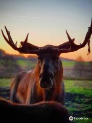 Tierpark Ystad