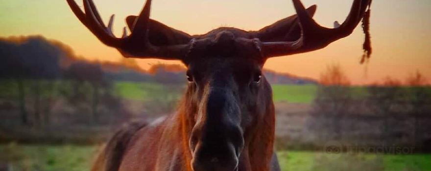 Tierpark Ystad