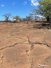 The Puako Petroglyphs