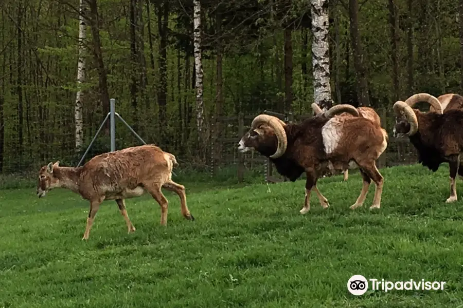 Wildpark Bruderhaus