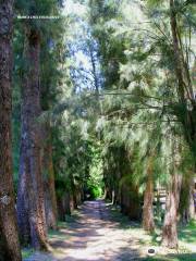 Sendero de Caminatas Arroyo Rama Negra