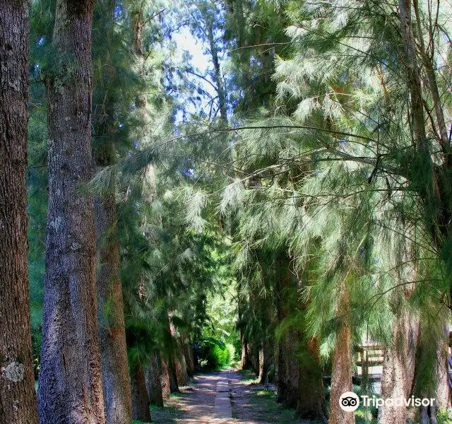 Sendero de Caminatas Arroyo Rama Negra