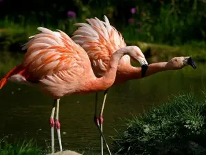 Parc Animalier et Botanique de Branfere