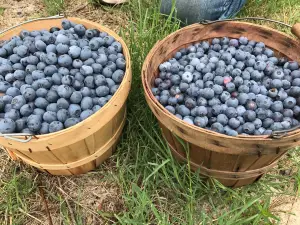 Blueberry Hill Farms, Inc.