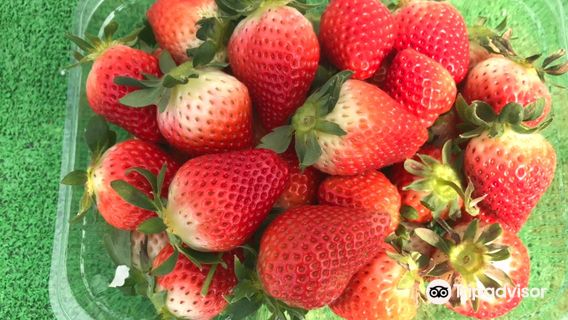 Strawberry House Koba