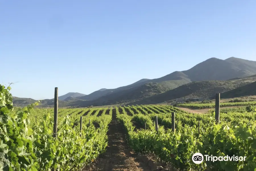 Las Nubes Bodegas y Viñedos