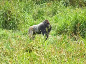 Lobeke National Park