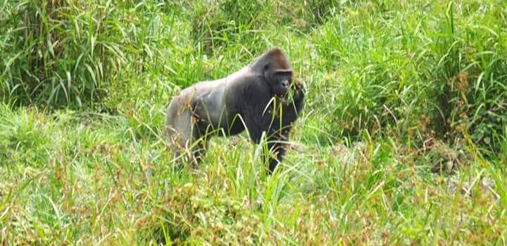 Lobeke National Park
