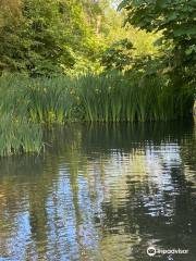 Flood Meadows