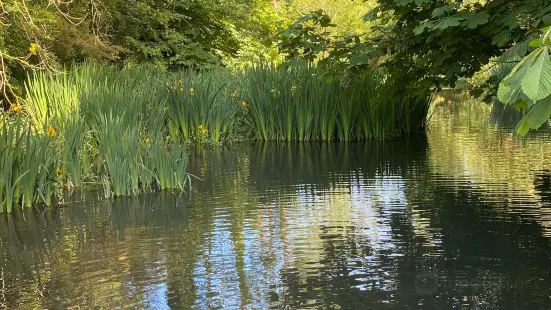 Flood Meadows