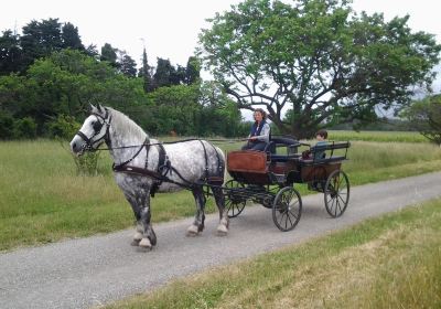 Tout en Calèche