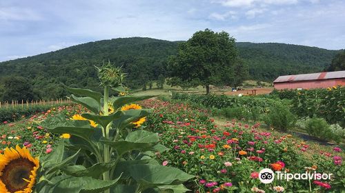 Chiles Peach Orchard and Farm Market