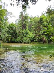 Alligators Nest Swimming Hole