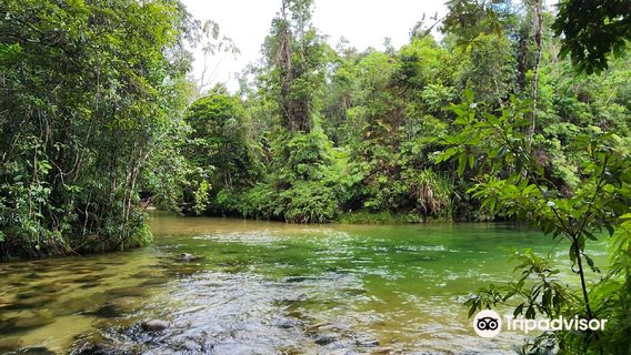 Alligators Nest Swimming Hole