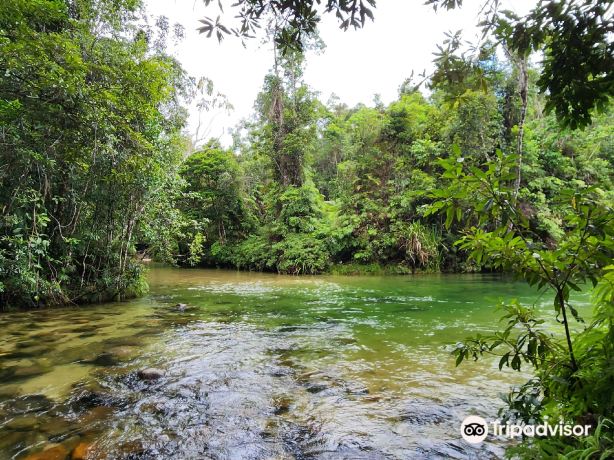 Alligators Nest Swimming Hole