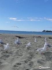 Tahunanui Beach