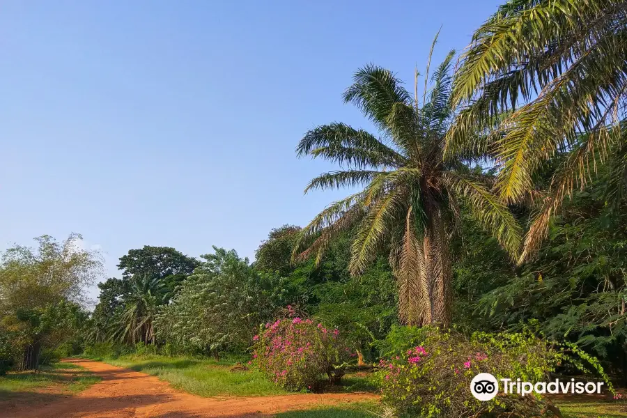 Legon Botanical Gardens Ghana..