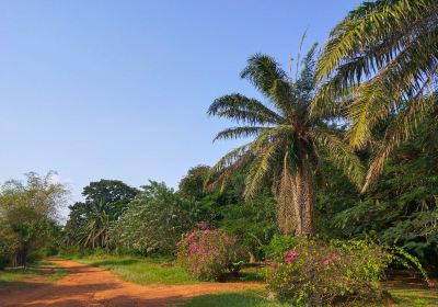 Legon Botanical Gardens Ghana..