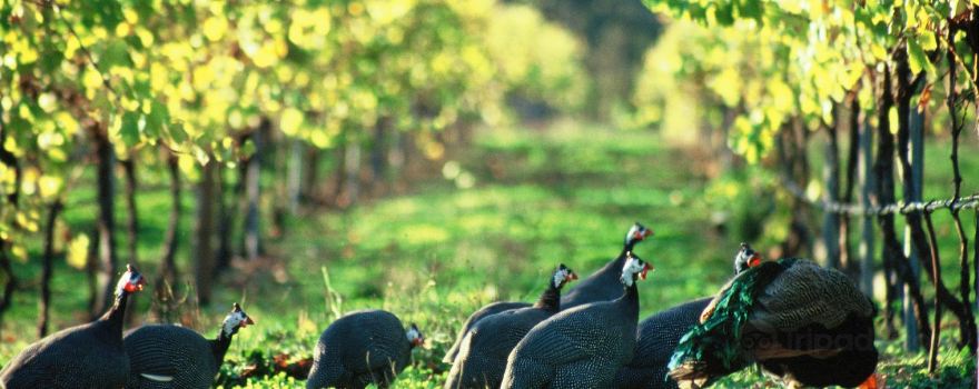 Cape Grace Wines