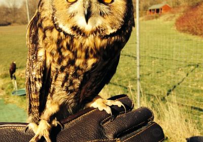 East Sussex Falconry