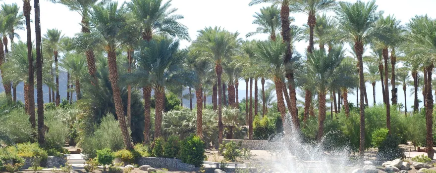 Shields Date Garden