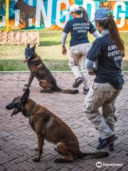 NPA Explosive Detection Dogs