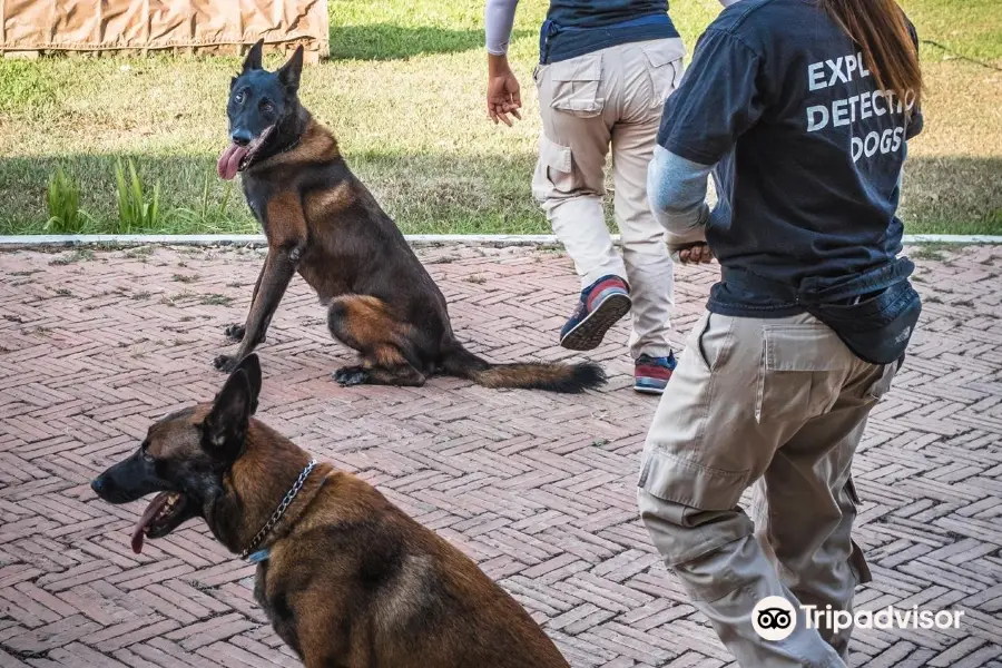 NPA Explosive Detection Dogs