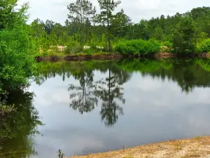 Magnolia Branch Wildlife Reserve