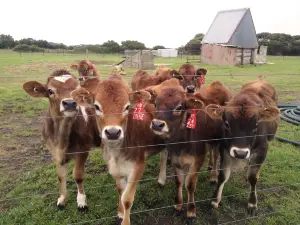 Robe Dairy