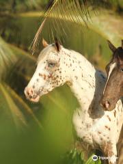 Turquoise Horse Trails