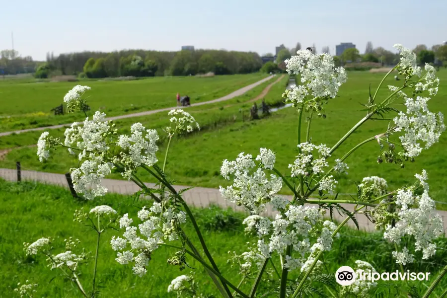 Middelpolder