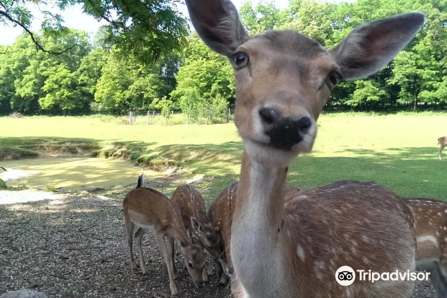 Wildpark Frankfurt